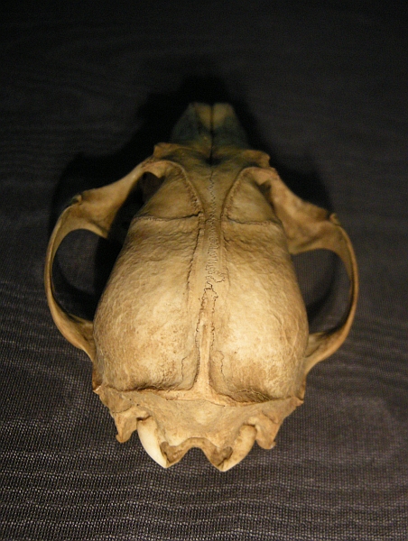 Cranio: Volpe